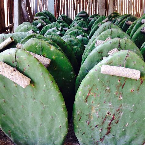 CENTRO DE DIFUSION PARA EL CONOCIMIENTO DE LA GRANA COCHINILLA FINAL ...