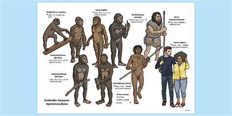 Poster - Evolución Humana: Apariencia Física Twinkl Colombia