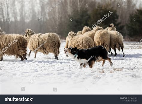 Australian Shepherd Dog Herding Group Sheep Stock Photo 2275842121 ...