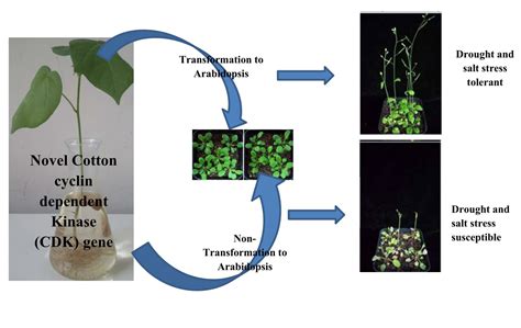 Whole Genome Analysis of Cyclin Dependent Kinase (CDK) Gene Family in ...