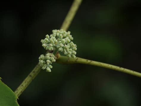 India Flora Online