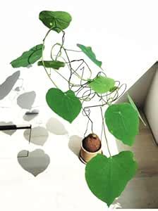Stephania Rotunda | Exotic & indoor plant from the house of Grow Life ...
