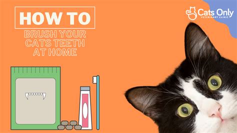 How to Brush Your Cats Teeth At Home - Cats Only Veterinary Clinic
