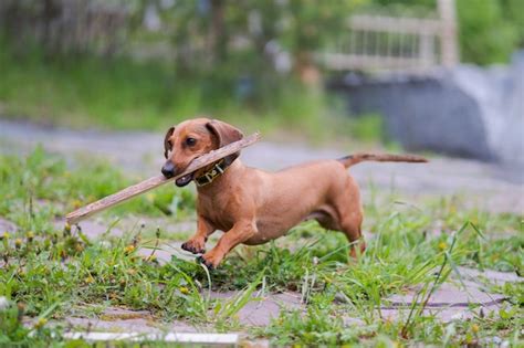 Dog running with stick | Premium Photo