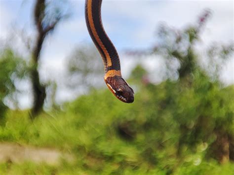 snake with the Latin name Coniophanes hanging. 20833895 Stock Photo at ...
