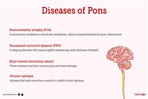 Image result for Pons Function