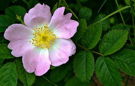 Image result for Taxonomy Code for LMSW