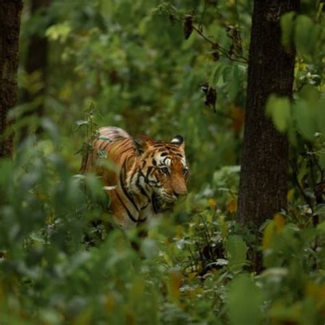 International Tiger Day: 5 national parks where you can spot tigers in ...