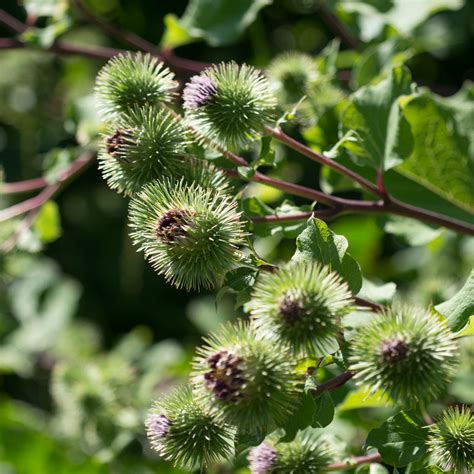Buy Burdock Seeds | Certified Organic | UK Grown