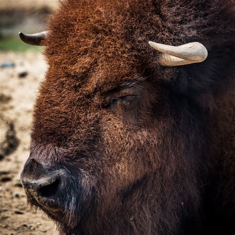 Bison - Como Zoo Conservatory