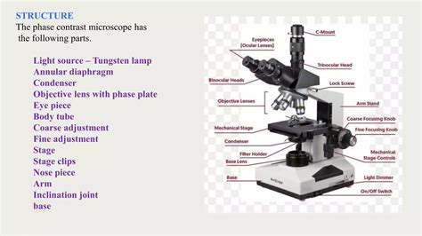 Image result for How to Use a Phase Contrast Microscope