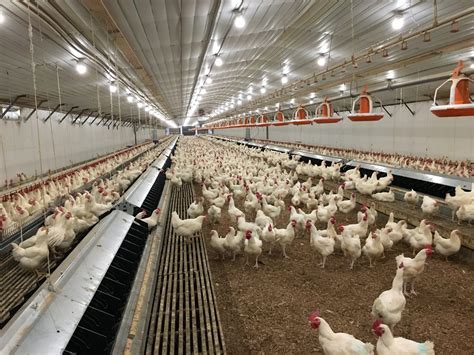 New Farmer’s Guide to the Commercial Broiler Industry: Poultry ...