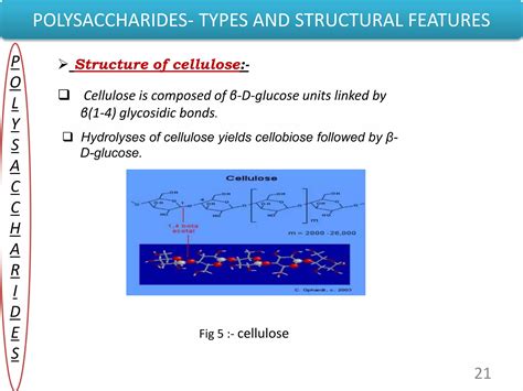 Polysaccharides types and Structural Features | PPTX