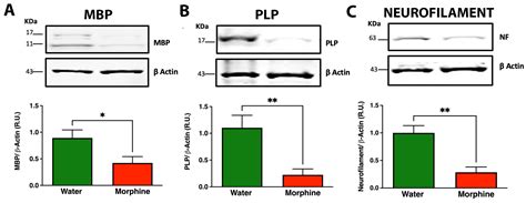 Chronic Voluntary Morphine Intake Is Associated with Changes in Brain ...