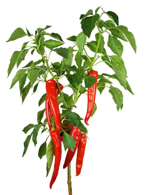 Cayenne Pepper Plant: A 7 Step Visual Guide To Growing Cayennes In Pots ...
