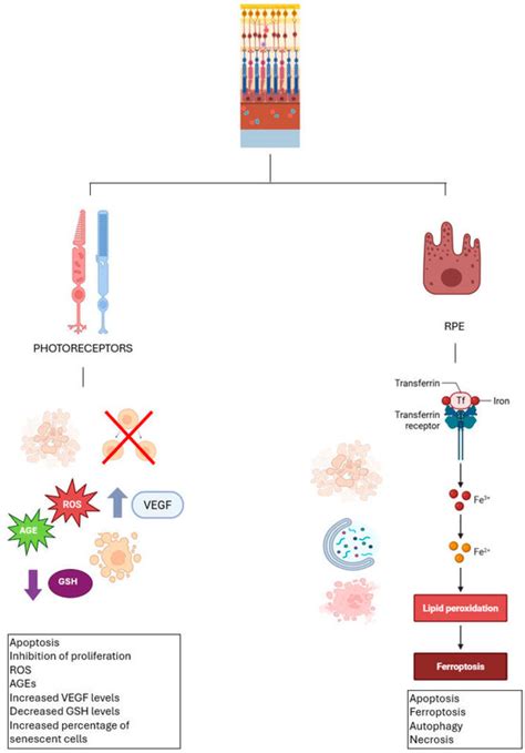 Biomolecules | August 2025 - Browse Articles