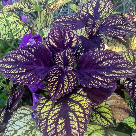Shade Coleus Plants | Fasci Garden