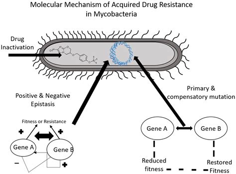 Tools to Alleviate the Drug Resistance in Mycobacterium tuberculosis