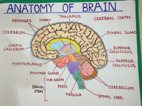 Brain Anatomy Function 的图像结果