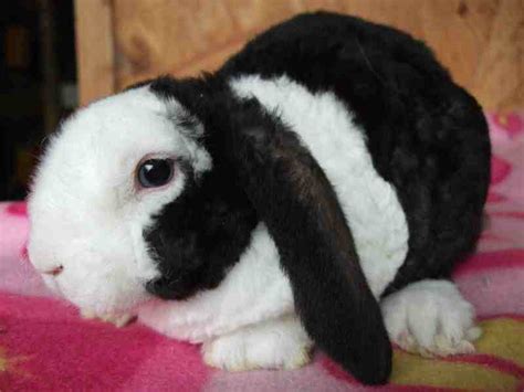 Knuffige Zwergwidder in verschiedenen Rassen in Groß Pravtshagen ...