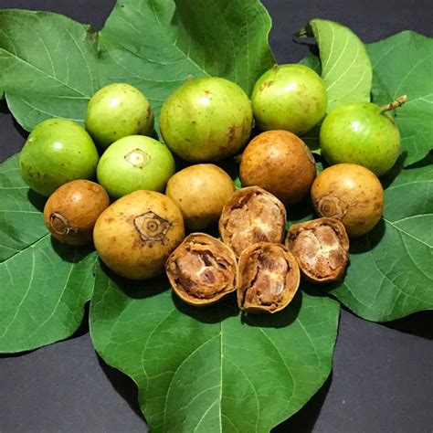 Spanish-tamarind Fruit Plant ( Vangueria madagascariensis ...