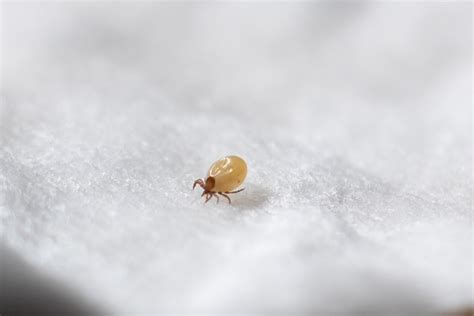 How to Get Rid of Dust Mites for Improved Health and Hygiene