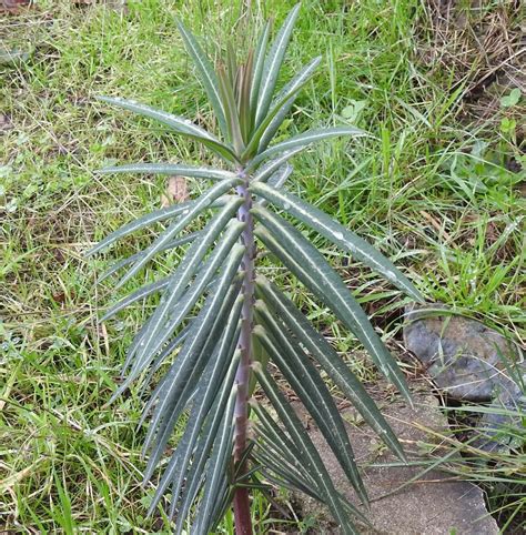 Gopher Spurge (Euphorbia lathyris) seeds, Organic | Strictly Medicinal Seeds