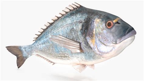 3D Gilt-head Sea Bream Fish Swimming model | 3D Molier International