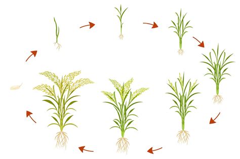 Premium Vector | Growth cycle of rice is circular infographics of ...