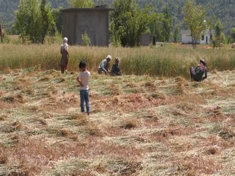 Farmers in JK harvest early as border tensions rise following Pahalgam ...
