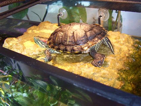 Red Eared Slider Shedding