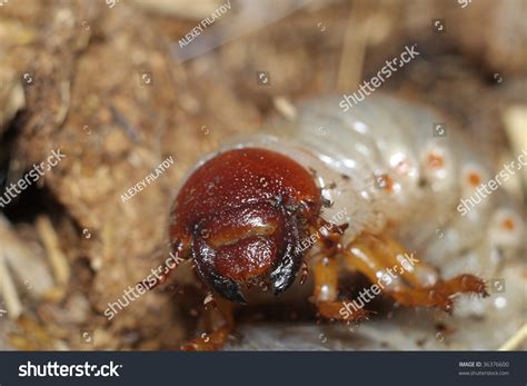 June Bug Larva Stock Photo (Edit Now) 36376600