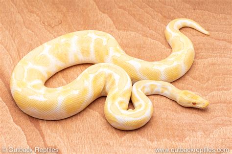 Albino Python 的图像结果