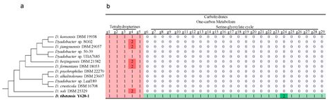 Genomic Insights of Dyadobacter tibetensis Y620-1 Isolated from Ice ...