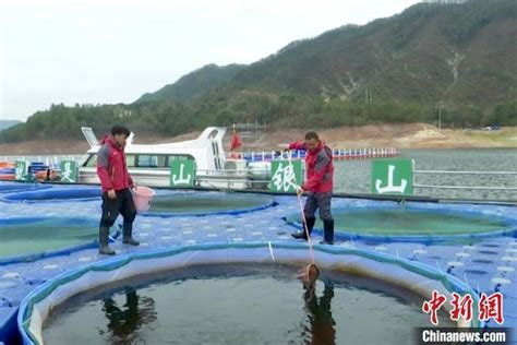 （乡村行·看振兴）江西玉山：水库养出“生态鱼”绿色高效增收益_腾讯新闻