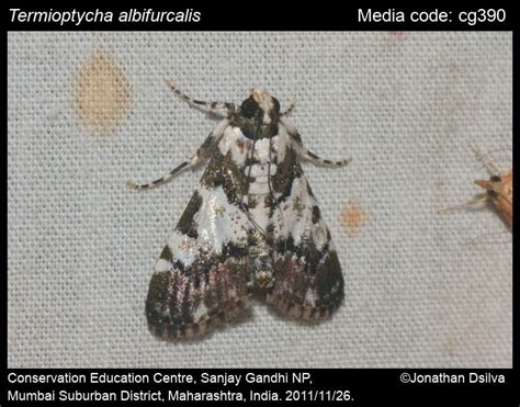 Termioptycha albifurcalis (Hampson, 1916) - | Moths