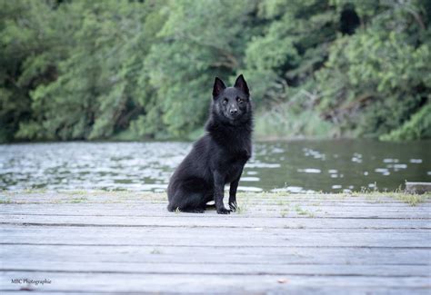 Concours dObéissance du BreizhCool Dogz, Route du Fort Bloqué, 56270 ...