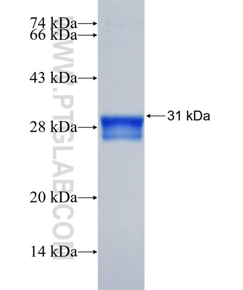 CLDN2 Fusion Protein Ag25527 | Proteintech