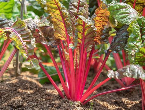 7 Ways to Repel Skunks From Your Yard or Garden