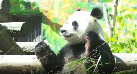 旅俄大熊猫“如意”和“丁丁”化身“人气王”