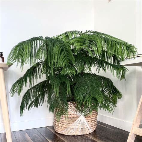 How to Care for a Norfolk Island Pine Indoors - My Tasteful Space ...