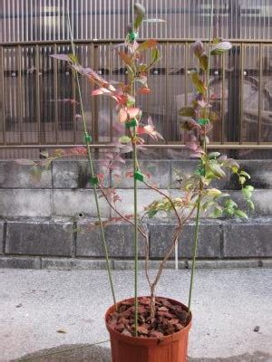 Image result for Programming Recursion Example