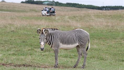Is It Legal To Own Zebra