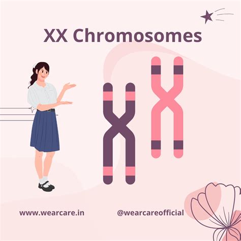 Understanding XX vs XY Chromosomes - Wearcare