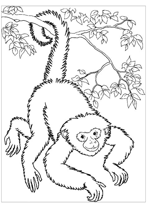 Monkey Colouring Pages For Kids