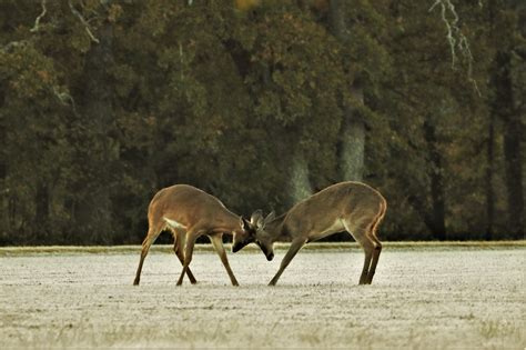 Two Young Buck Deer Playing In Fall Free Stock Photo - Public Domain ...