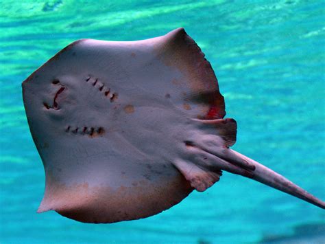 Dozens of stingrays die at Chicago zoo after being starved of oxygen | The Independent | The ...