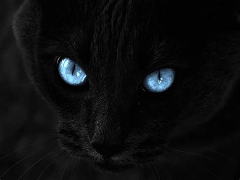 🔥 [50+] Black Cat Eyes Wallpapers | WallpaperSafari