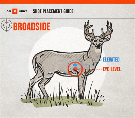 Whitetail Deer Broadside Where To Shoot A Deer | Mossy Oak