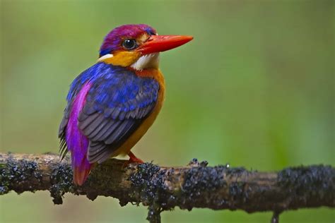 The Top 10 Birds With the Strongest and Best Eyesight - A-Z Animals